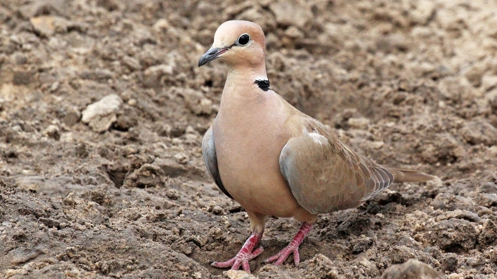 Vinaceous Dove