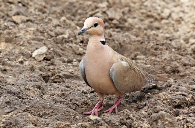 Vinaceous Dove