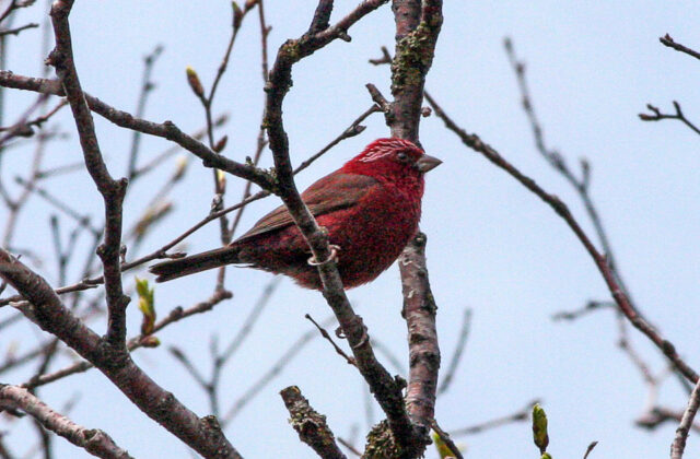 Vinaceous Rosefinch
