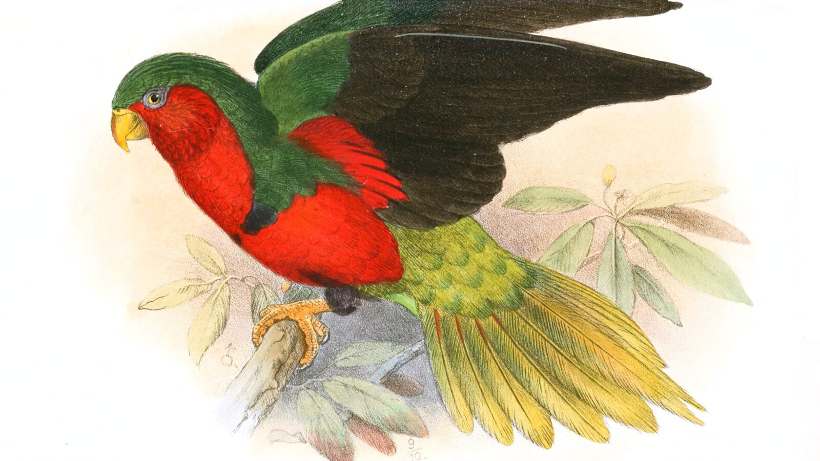 Stephen’s Lorikeet