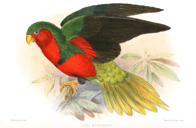 Stephen’s Lorikeet