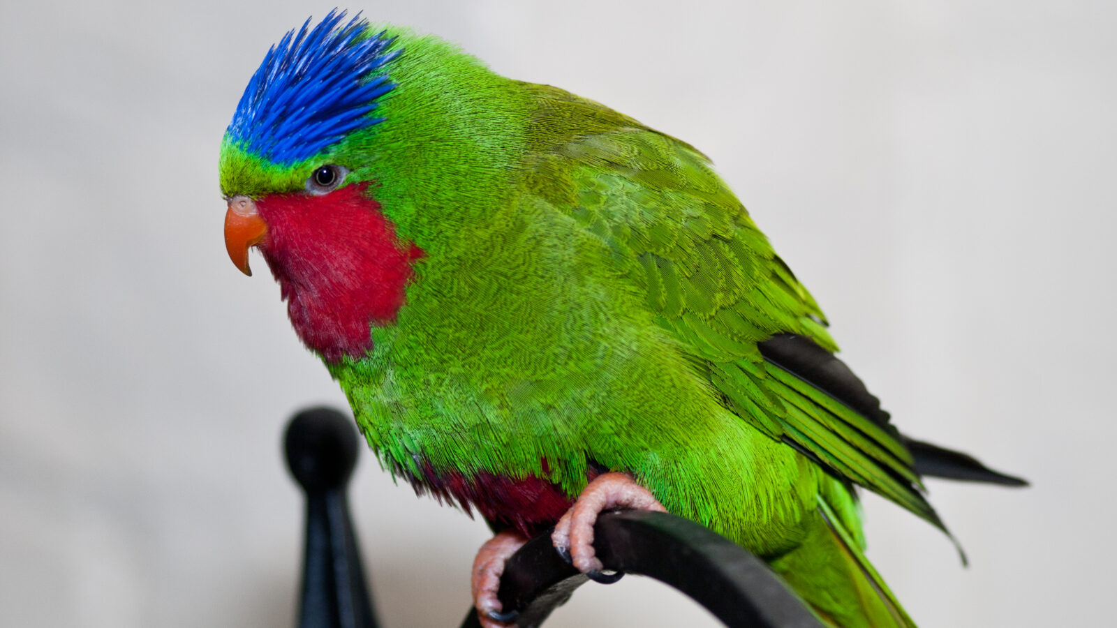 Blue-crowned Lorikeet