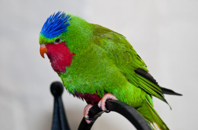 Blue-crowned Lorikeet