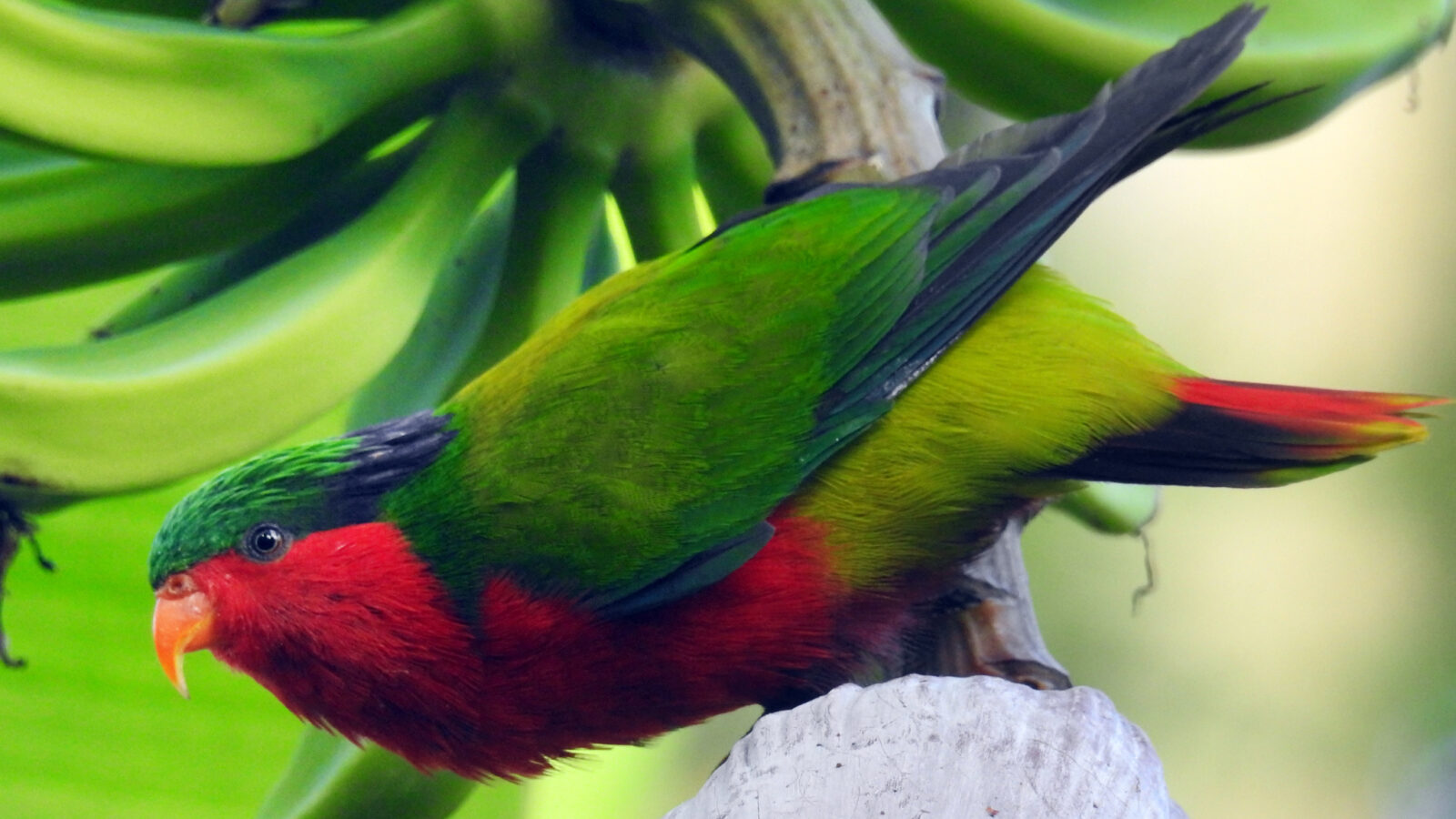 Kuhl’s Lorikeet