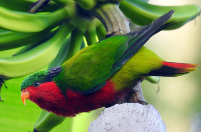 Kuhl’s Lorikeet