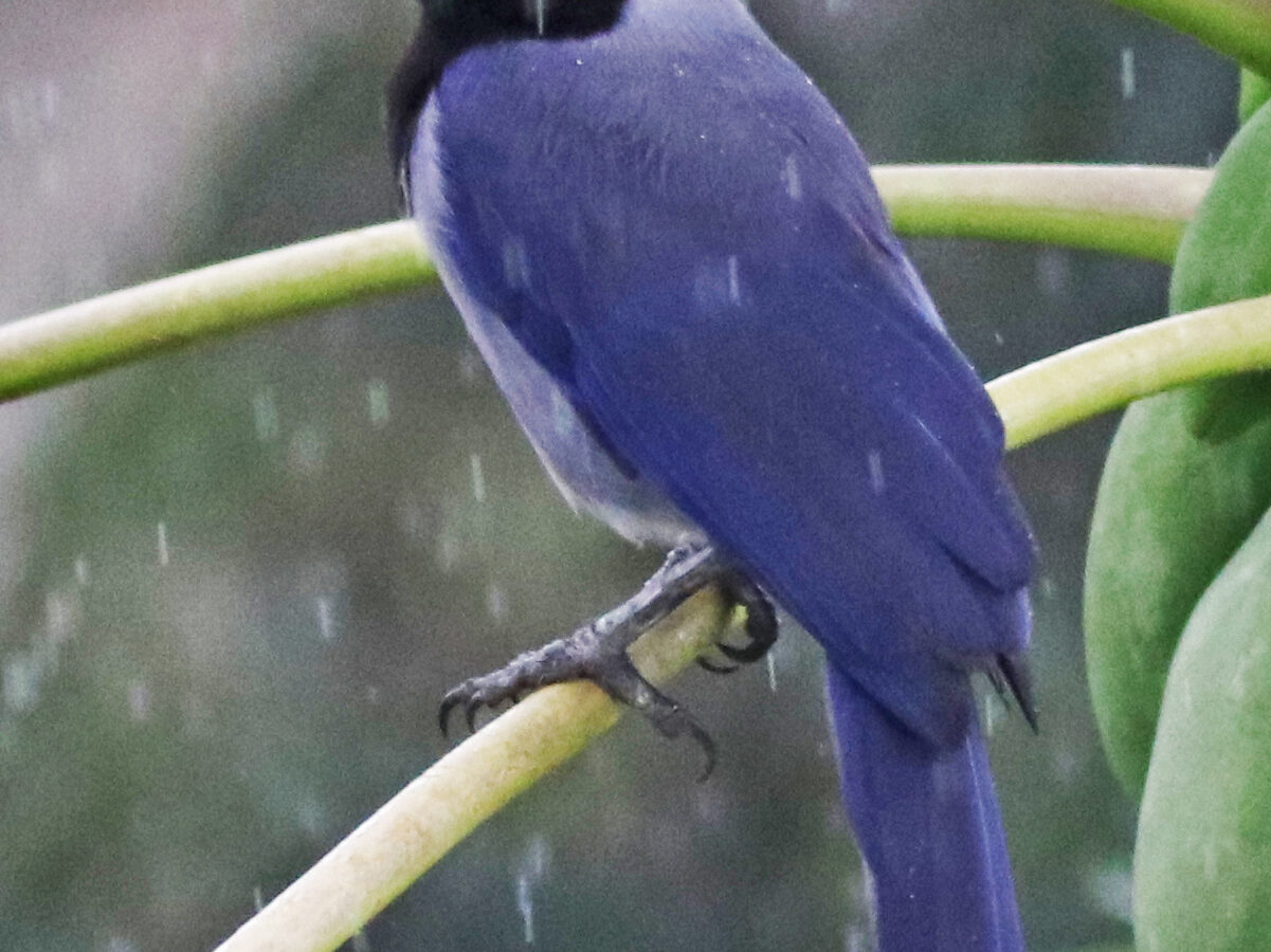 Violaceous Jay