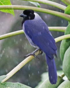 Violaceous Jay