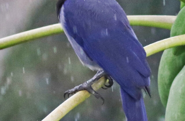 Violaceous Jay