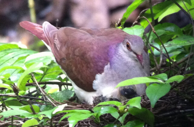 Violaceous Quail-Dove