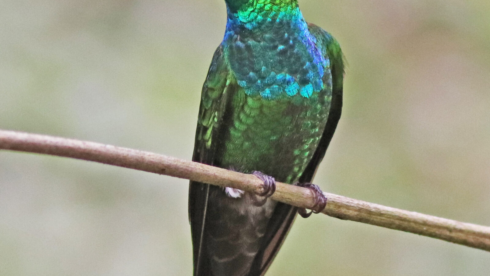 Violet-fronted Brilliant