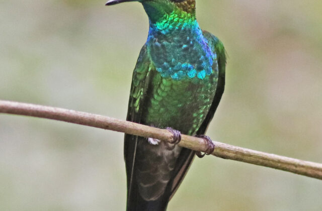 Violet-fronted Brilliant