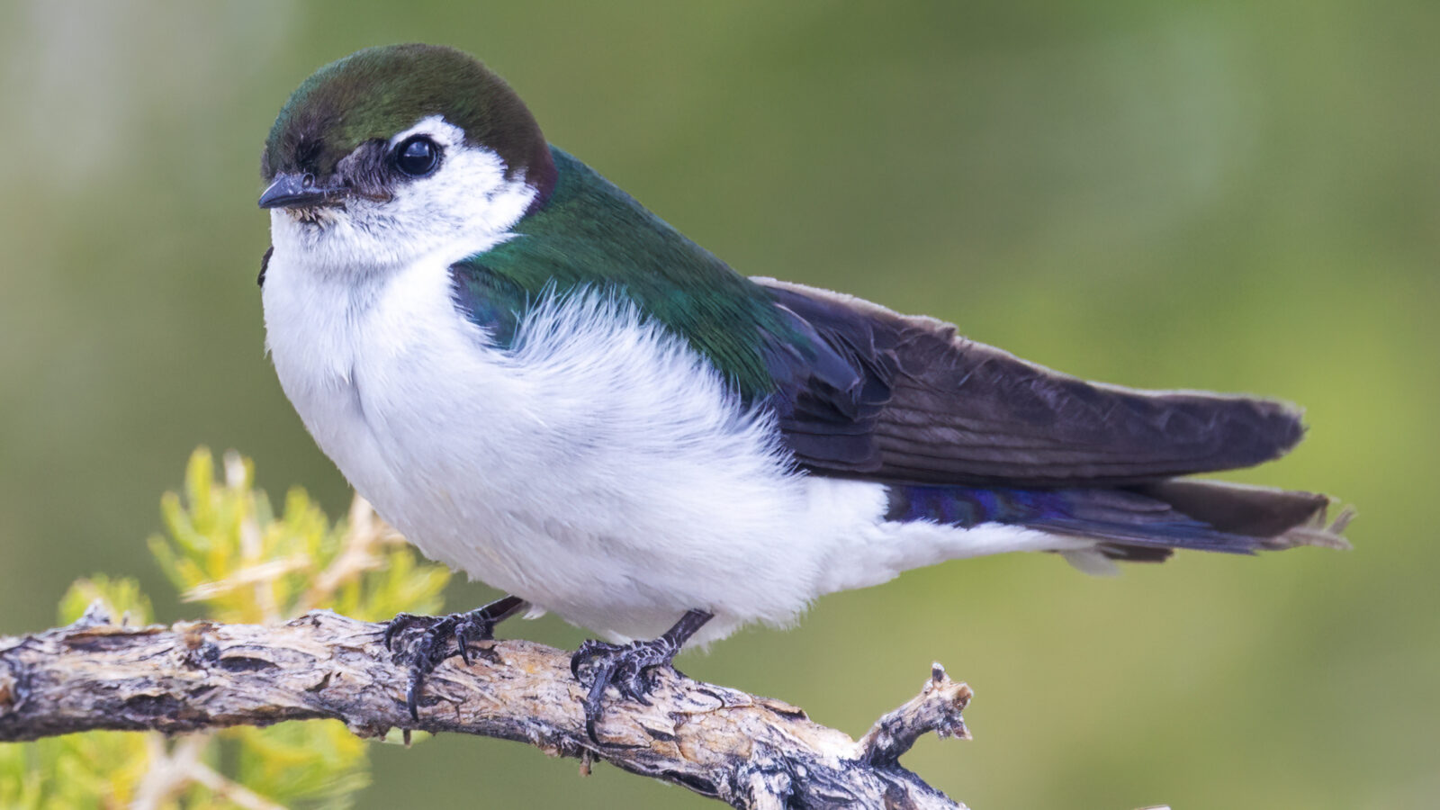 Violet-green Swallow