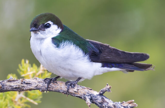 Violet-green Swallow