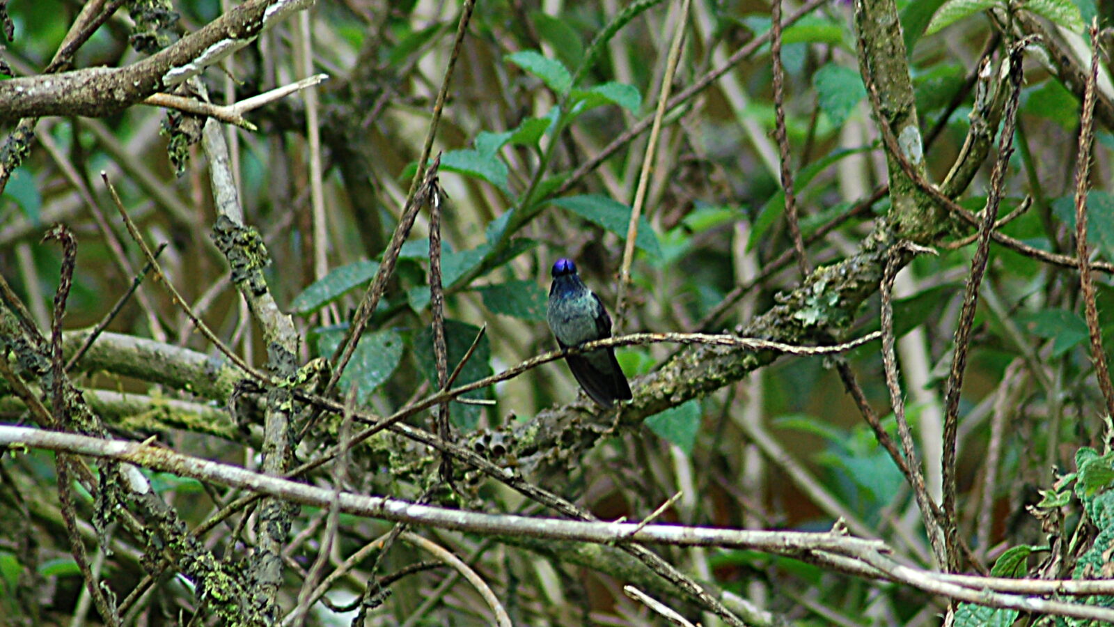 Violet-headed Hummingbird