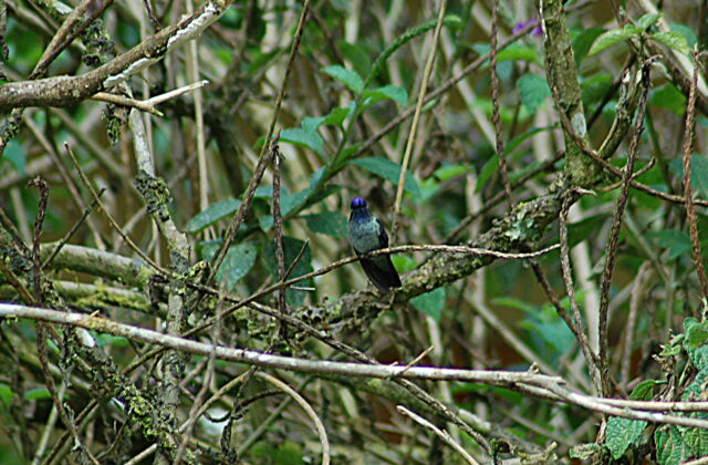 Violet-headed Hummingbird