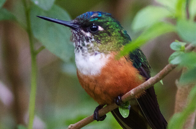 Violet-tailed Sylph