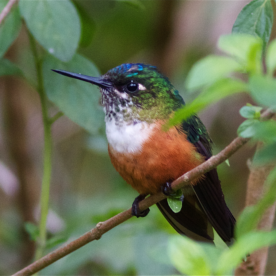 Violet-tailed Sylph