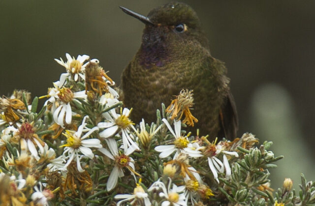 Violet-throated Metaltail