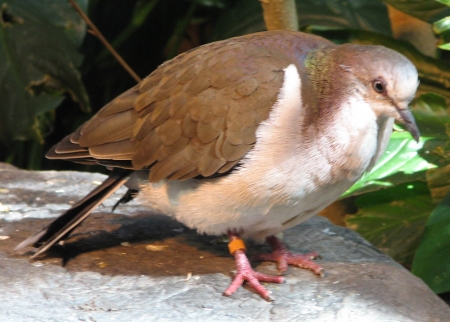 Caribbean Dove