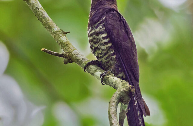 Violet Cuckoo