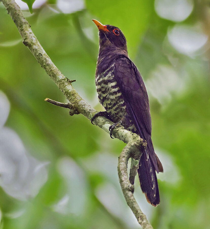 Violet Cuckoo