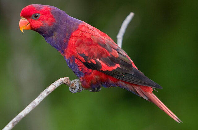 Violet-necked Lory