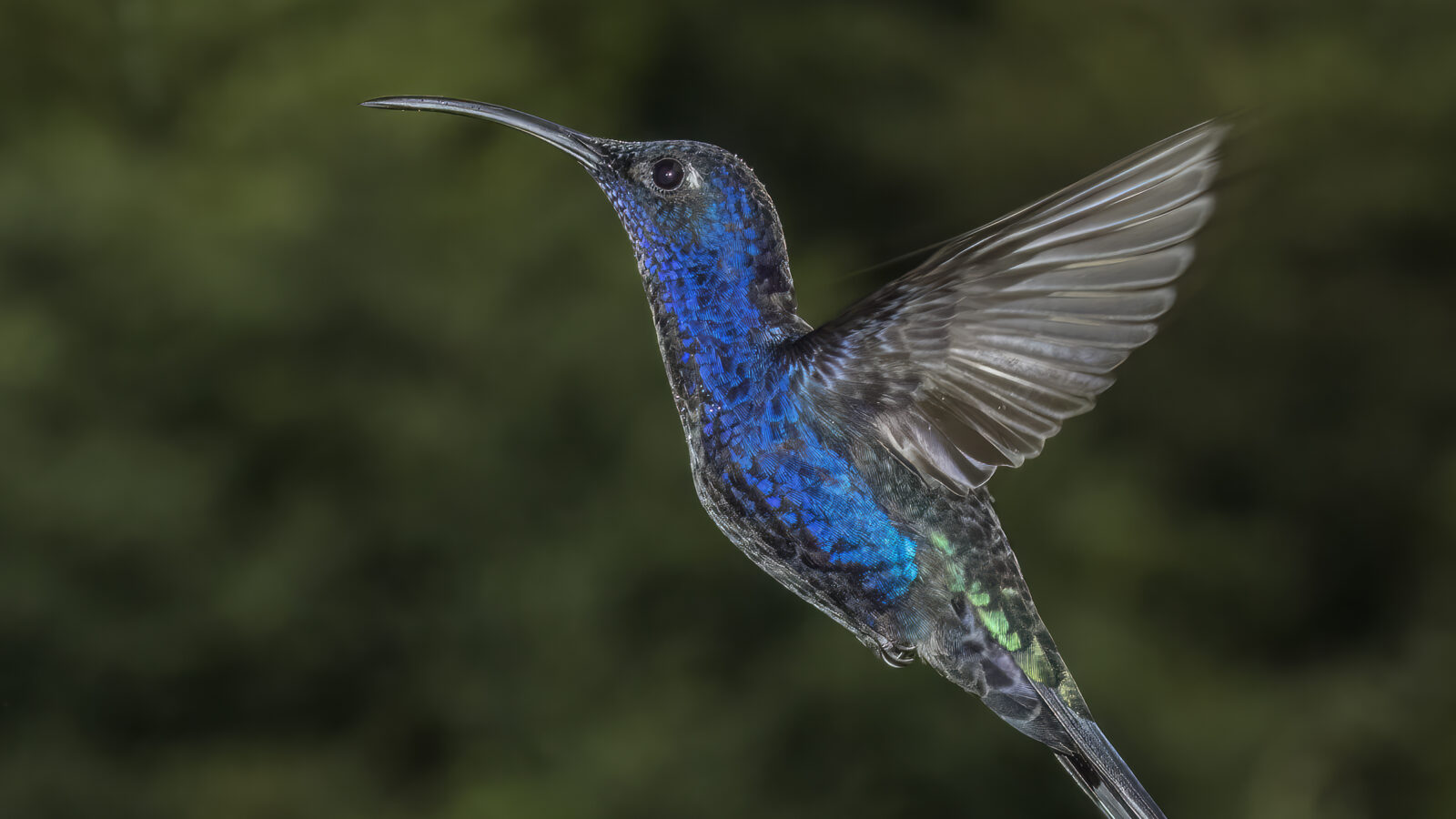 Violet Sabrewing