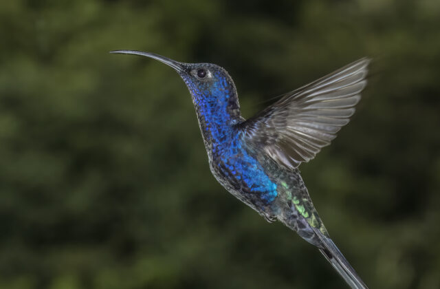 Violet Sabrewing