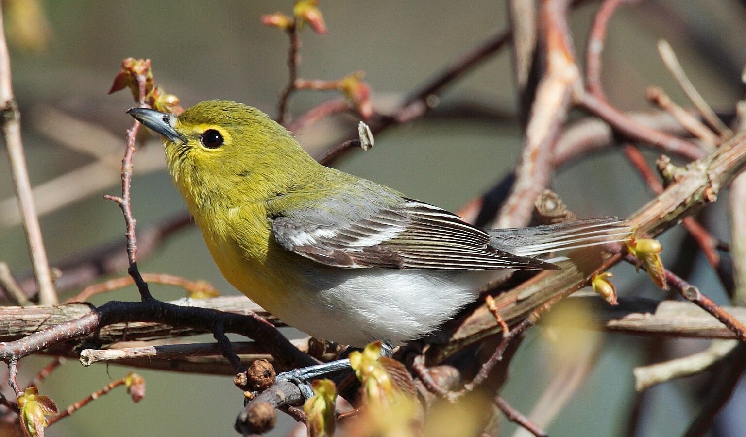 Yellow-throated Vireo
