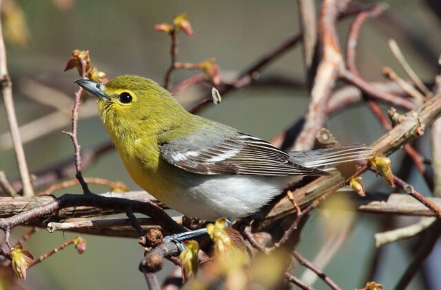 Yellow-throated Vireo