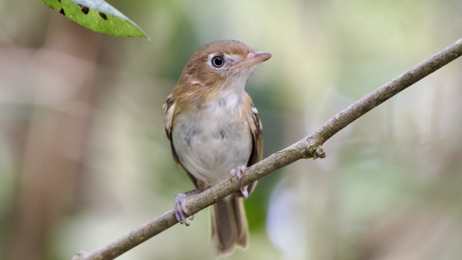 Cozumel Vireo