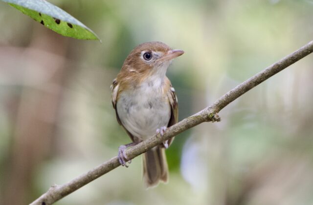 Cozumel Vireo