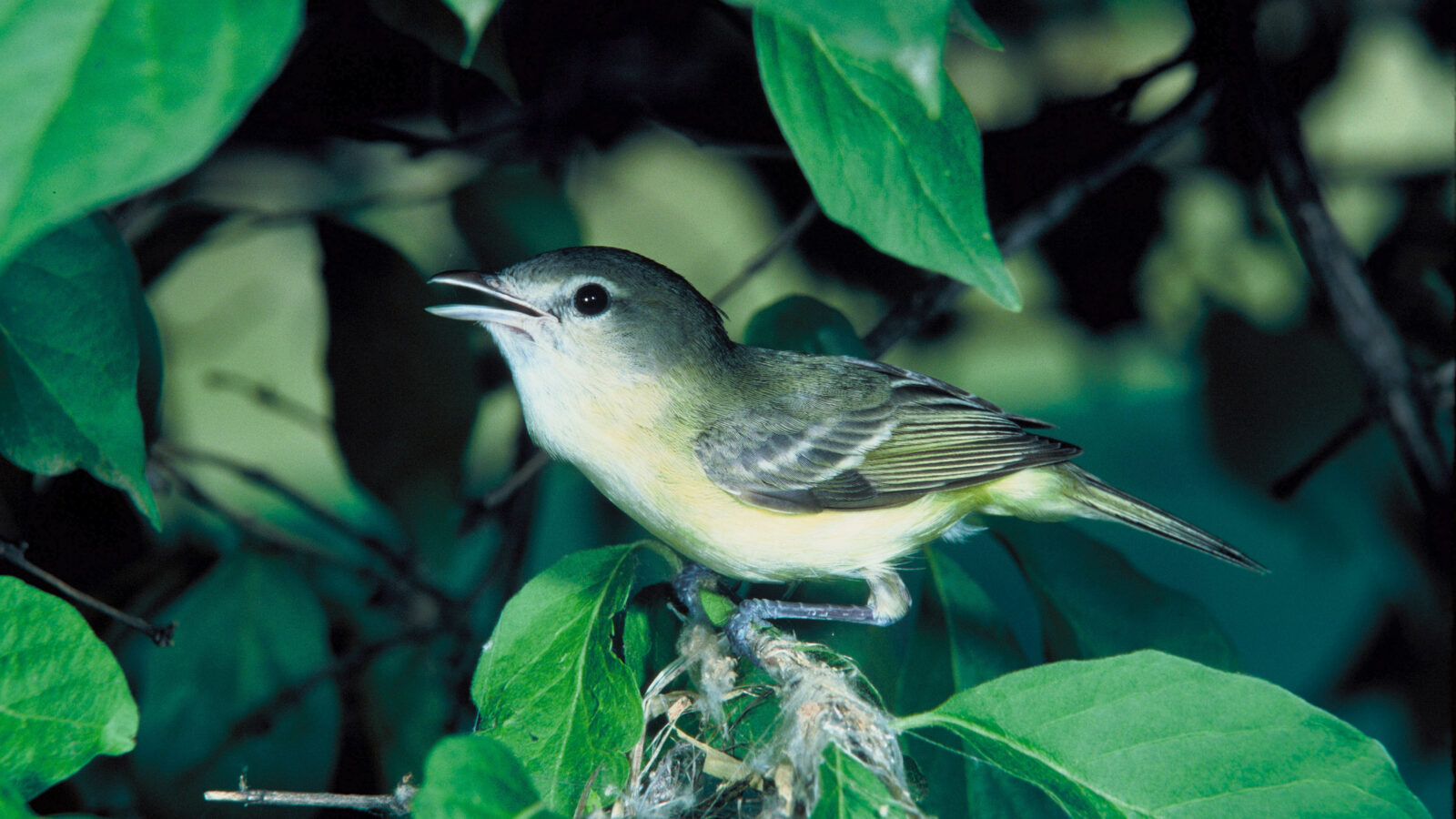 Bell’s Vireo