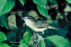 Bell’s Vireo