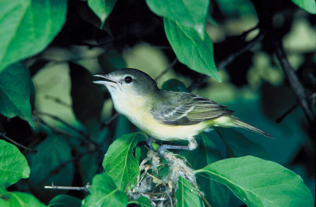 Bell’s Vireo