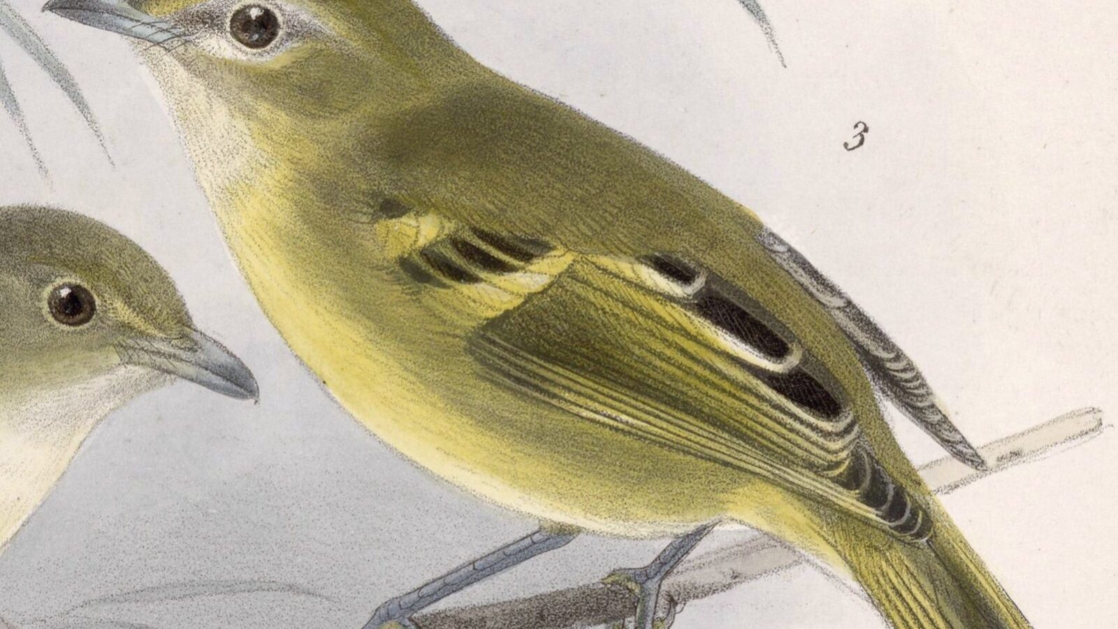 Yellow-winged Vireo