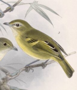 Yellow-winged Vireo