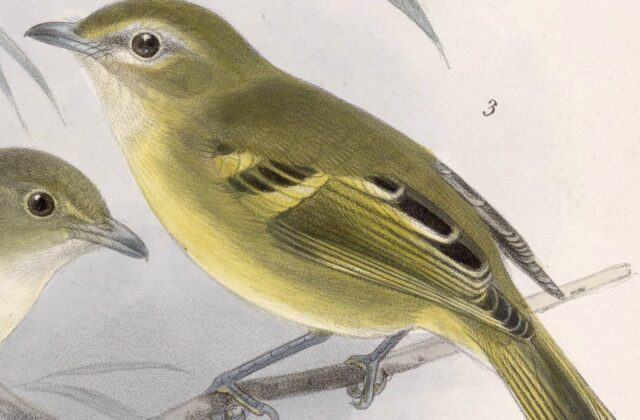 Yellow-winged Vireo
