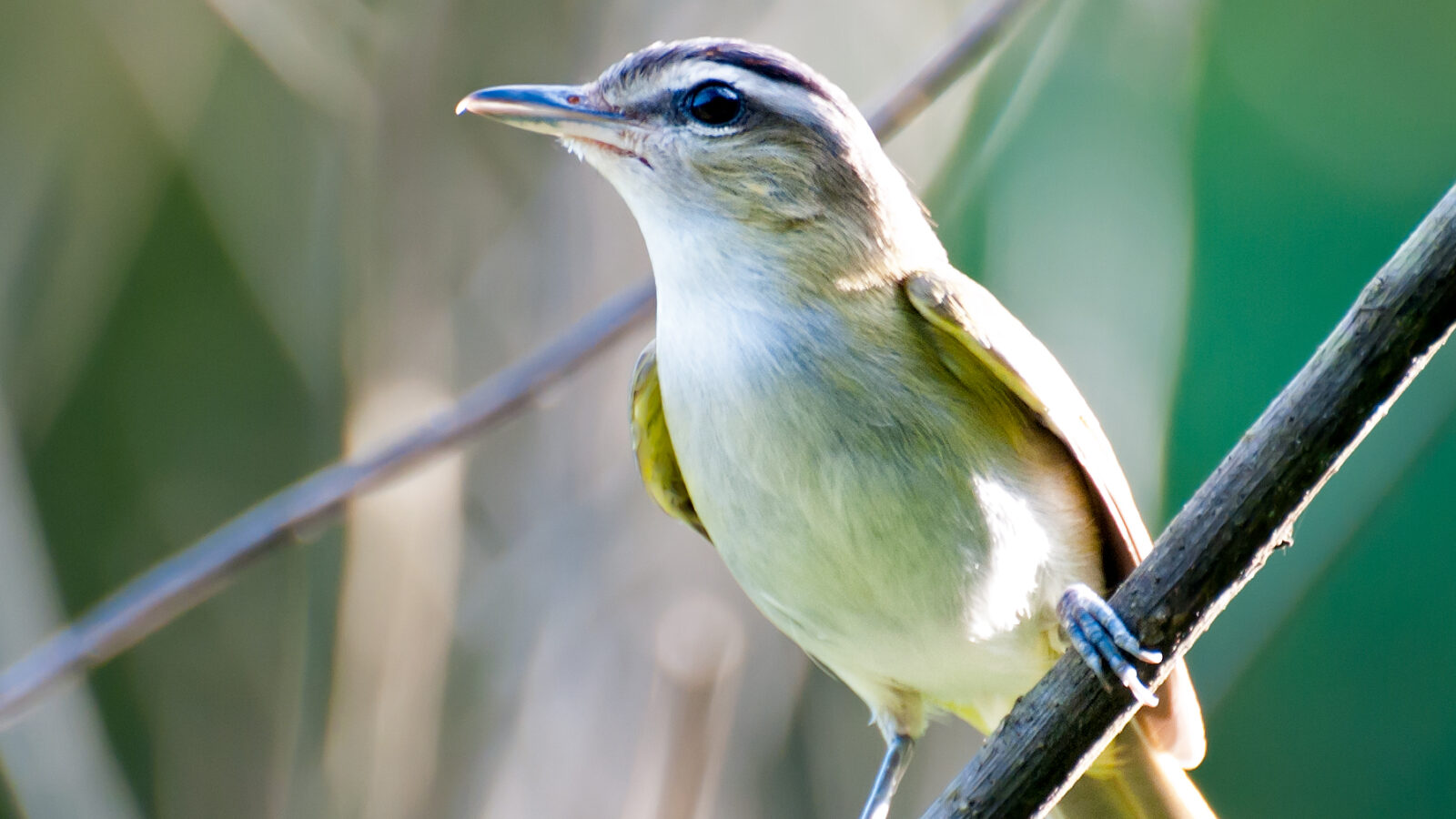 Chivi Vireo