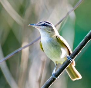 Chivi Vireo