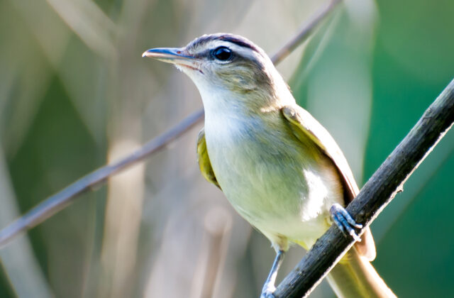 Chivi Vireo