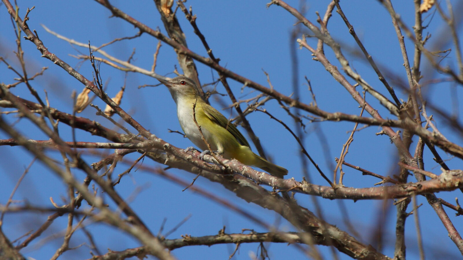 Yellow-green Vireo