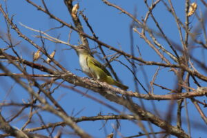 Yellow-green Vireo