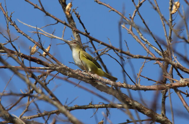 Yellow-green Vireo