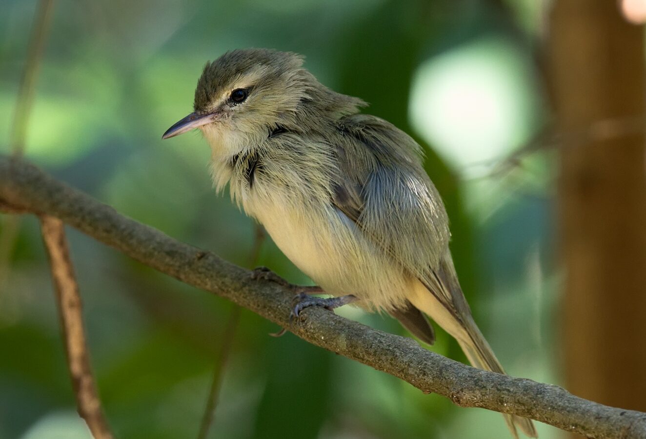 Noronha Vireo