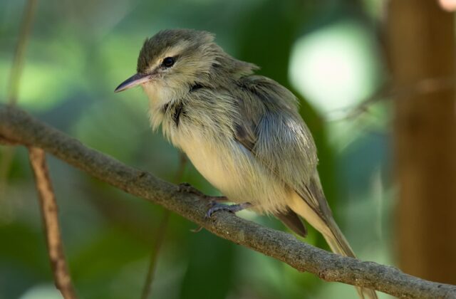 Noronha Vireo