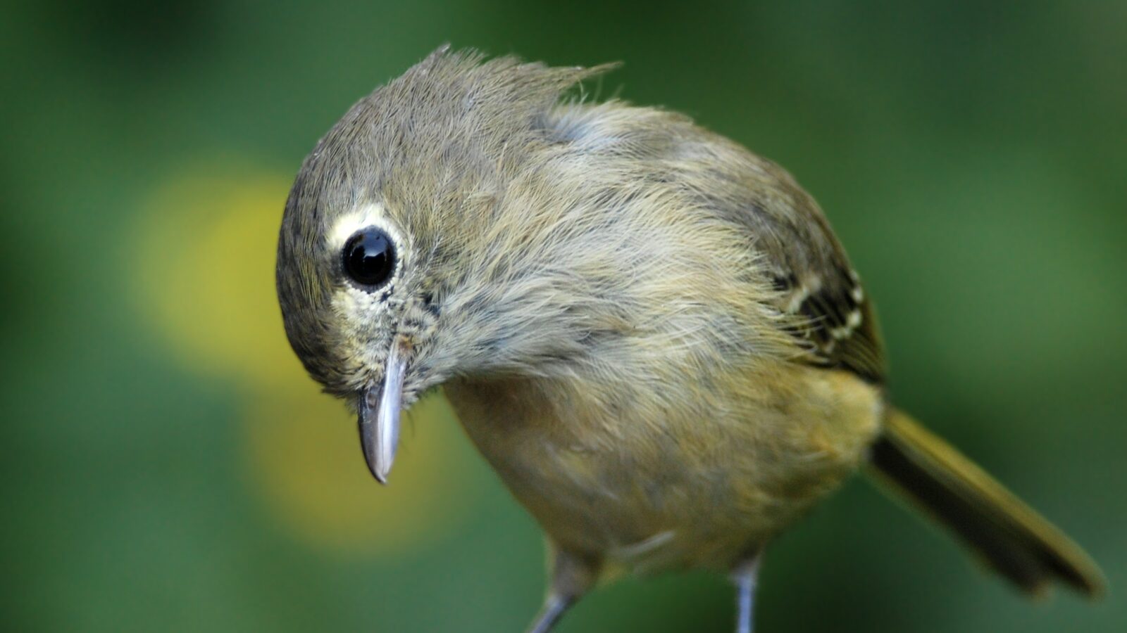 Hutton’s Vireo