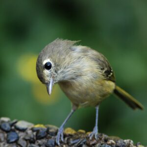 Hutton’s Vireo