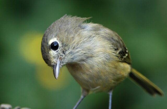 Hutton’s Vireo