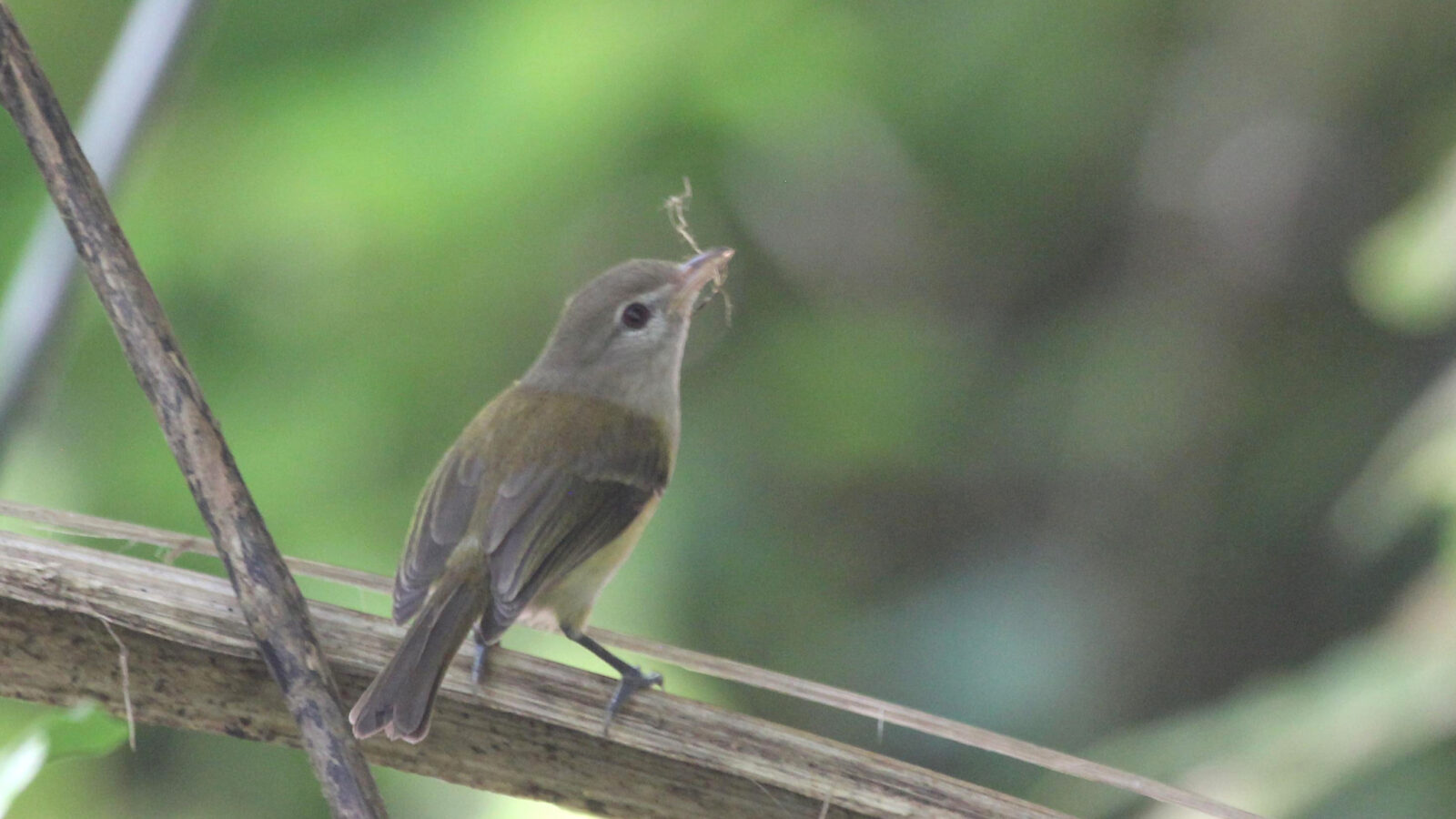 Puerto Rican Vireo